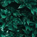 Spaccapietra: alla scoperta delle proprietà e delle possibili controindicazioni della pianta medicinale