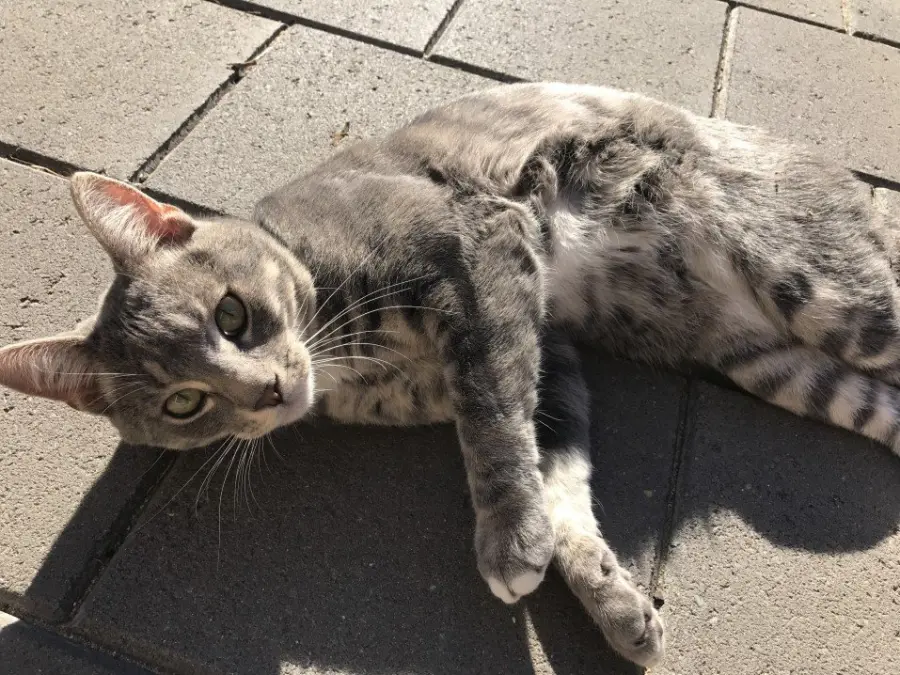 Mau egiziano: una delle razze feline più antiche allevate dall’uomo