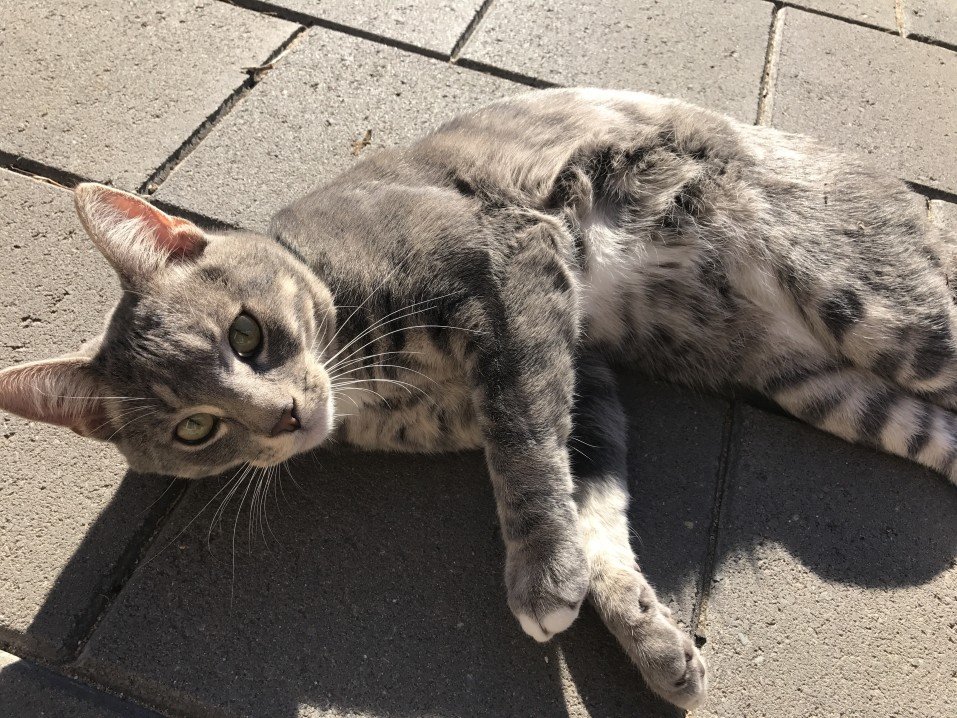 Mau egiziano: una delle razze feline più antiche allevate dall’uomo