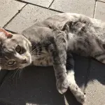 Mau egiziano: una delle razze feline più antiche allevate dall’uomo