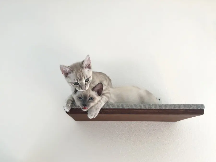 Svezzamento dei gattini: come agire in maniera corretta