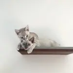 Svezzamento dei gattini: come agire in maniera corretta