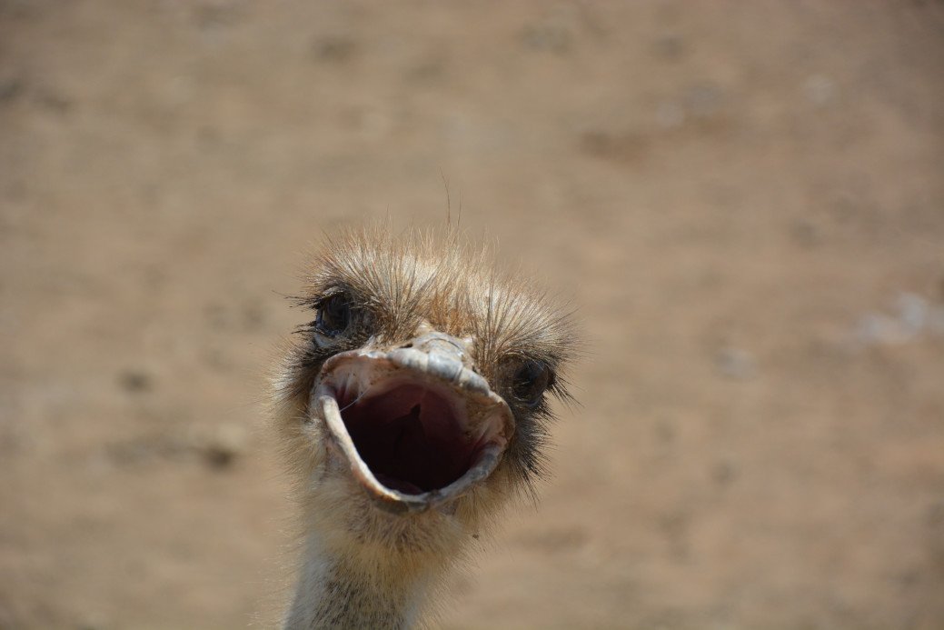 Struzzo australiano: caratteristiche e habitat naturale