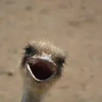 Struzzo australiano: caratteristiche e habitat naturale