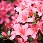 Piante acidofile: quali sono e come si curano