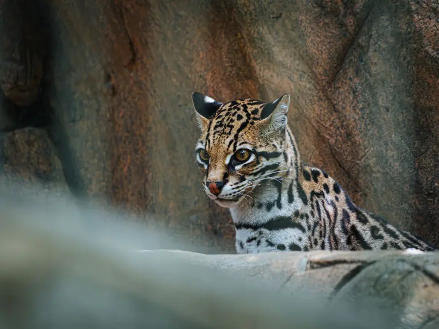 Ocelot: il felino selvatico che sembra un gatto