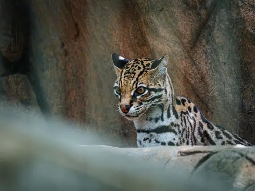 Ocelot: il felino selvatico che sembra un gatto