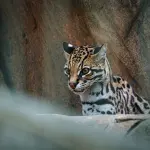 Ocelot: il felino selvatico che sembra un gatto