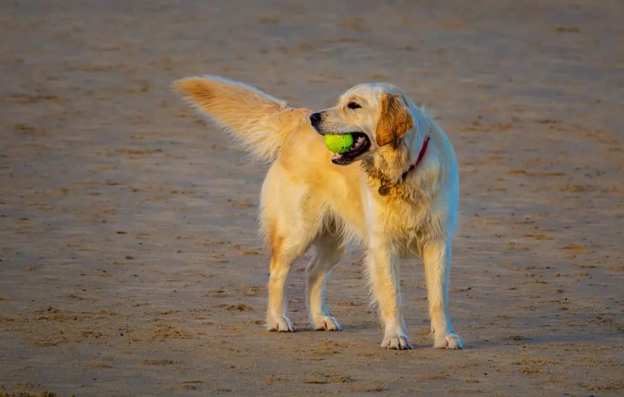 Parassiti del cane: guida completa 2026