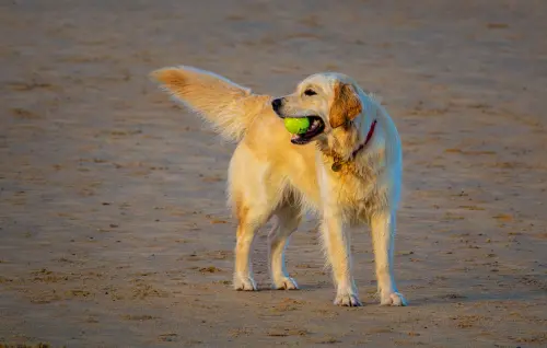 Parassiti del cane: guida completa 2026