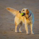 Parassiti del cane: guida completa 2026