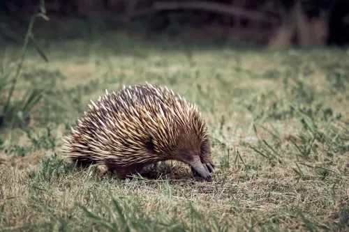 Echidna: il mammifero che depone le uova