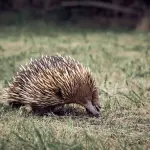 Echidna: il mammifero che depone le uova