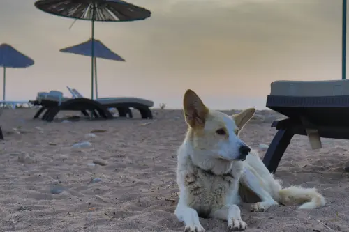 Spiagge per cani in Toscana: guida 2026