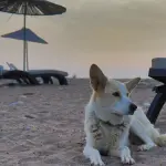 Spiagge per cani in Toscana: guida 2026