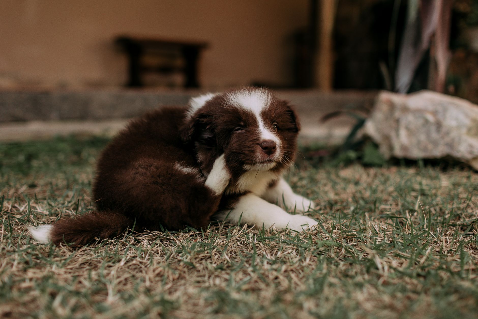 Micosi nel cane: diagnosi e terapia