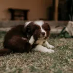Micosi nel cane: diagnosi e terapia