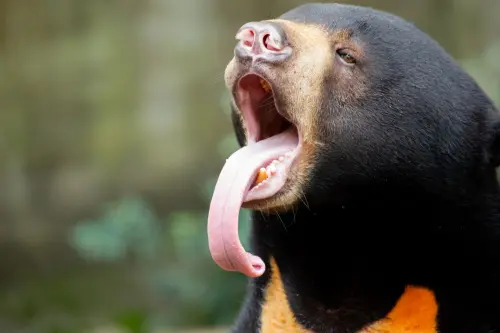 Animali strani ma belli: le specie più insolite