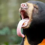 Animali strani ma belli: le specie più insolite
