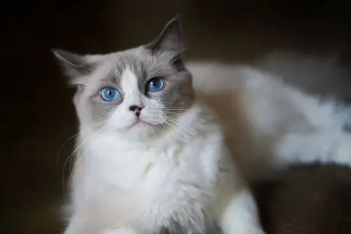 Tabella età gatti: conversione in anni umani