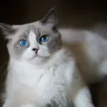 Tabella età gatti: conversione in anni umani