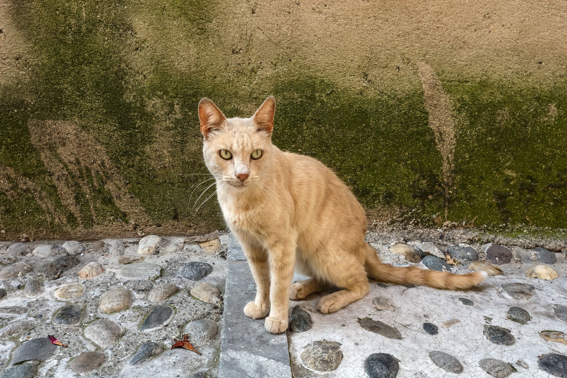 Sverminare il gatto: frequenza e protocolli clinici