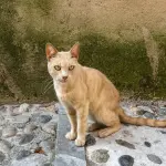 Sverminare il gatto: frequenza e protocolli clinici