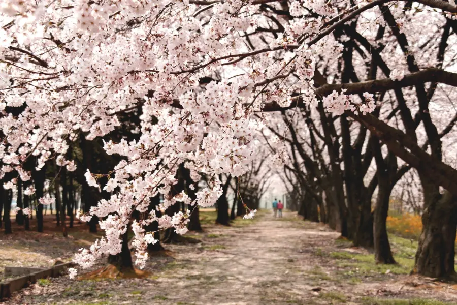 Fioritura ciliegio Giappone: guida all'hanami