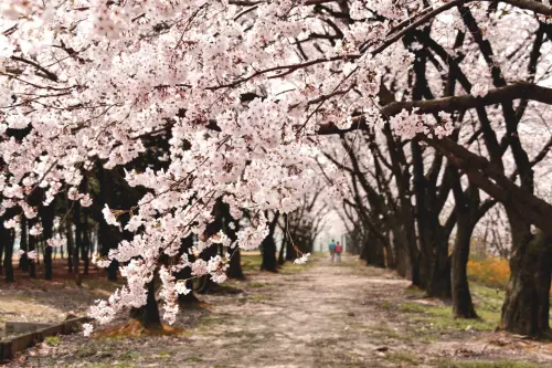 Fioritura ciliegio Giappone: guida all'hanami