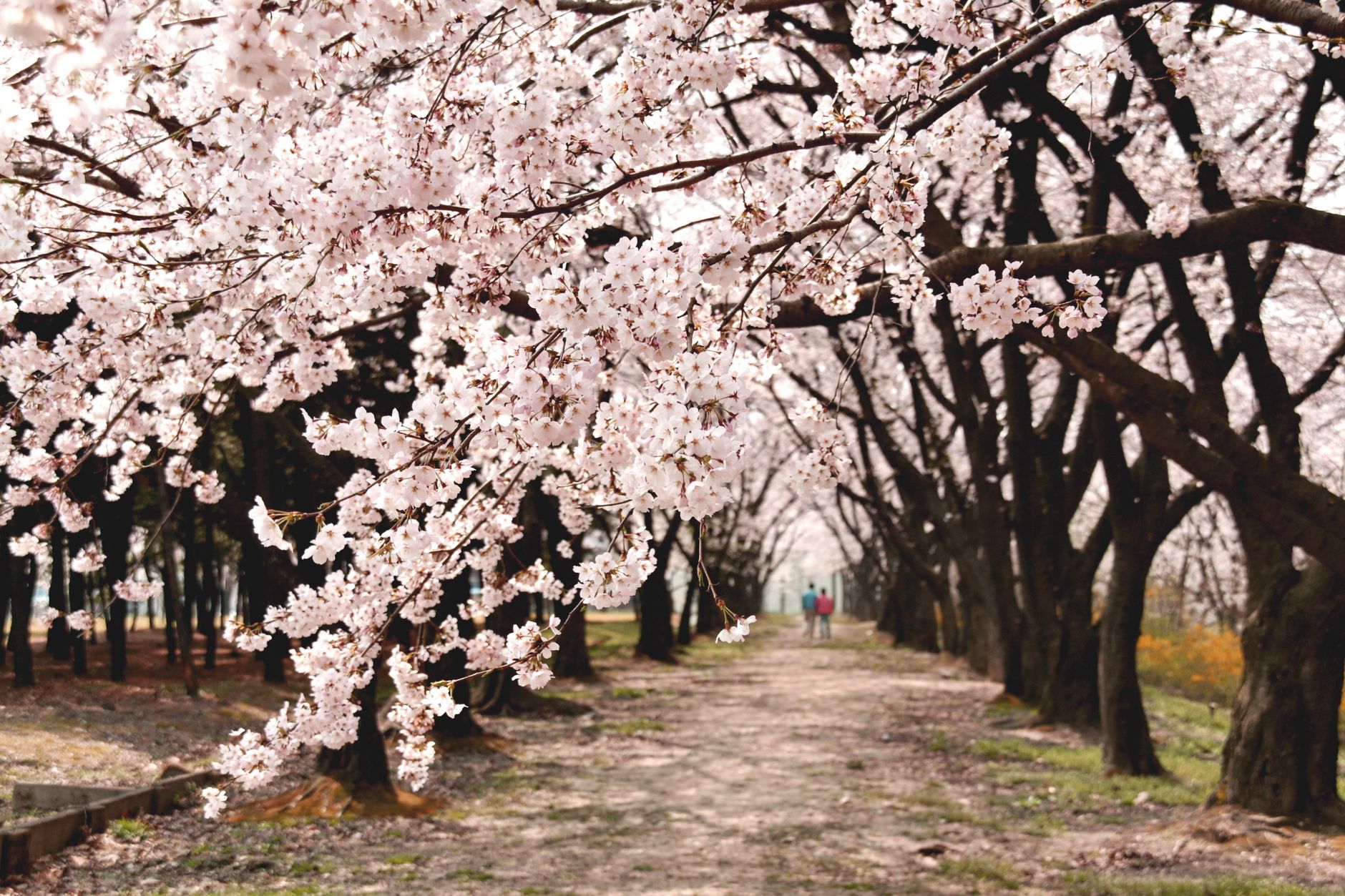 Fioritura ciliegio Giappone: guida all'hanami