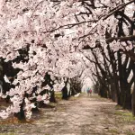 Fioritura ciliegio Giappone: guida all'hanami