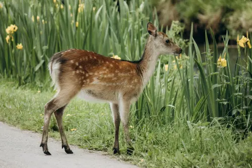 Parchi faunistici in Lombardia: quali visitare