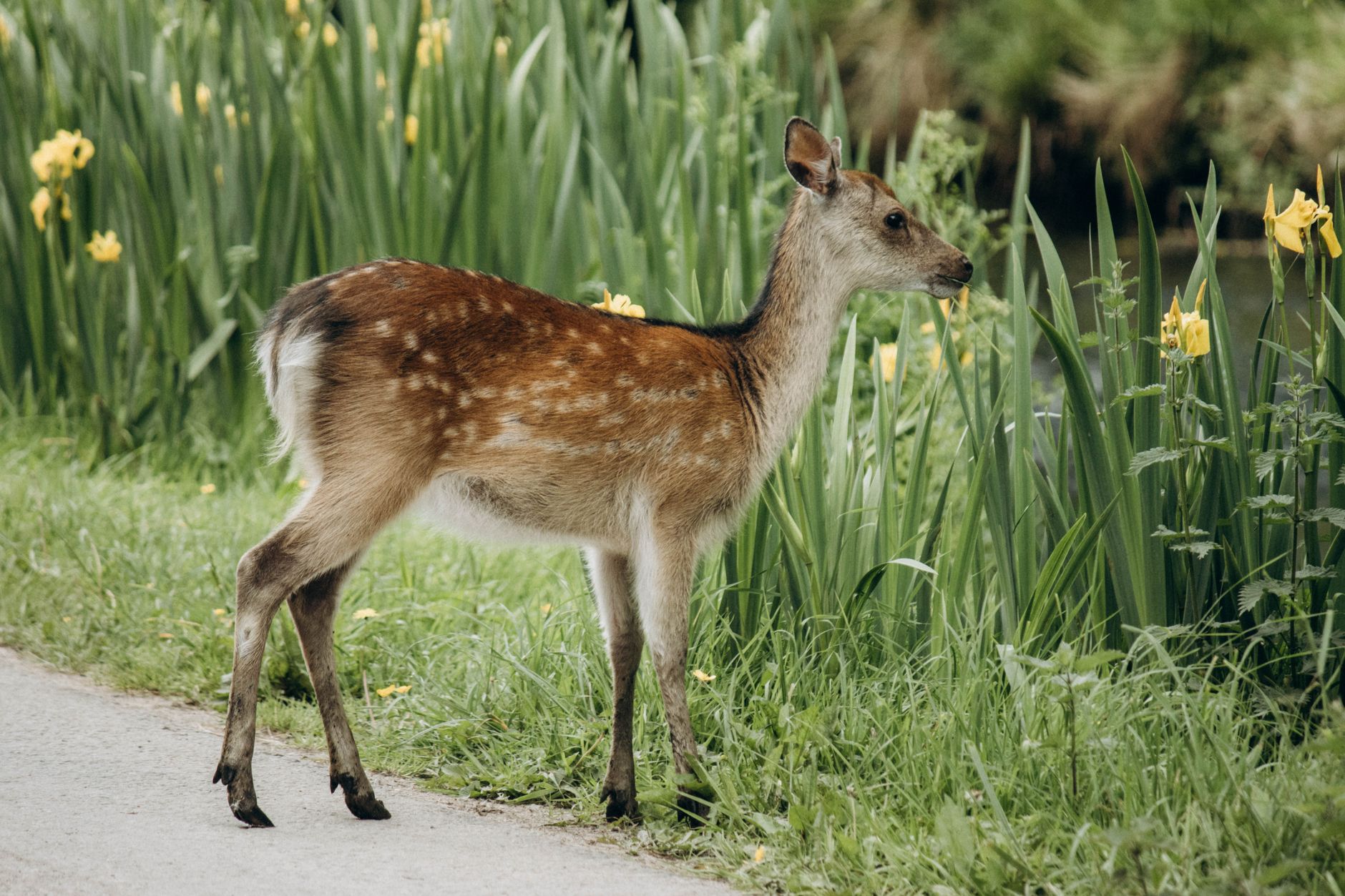 Parchi faunistici in Lombardia: quali visitare