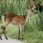 Parchi faunistici in Lombardia: quali visitare