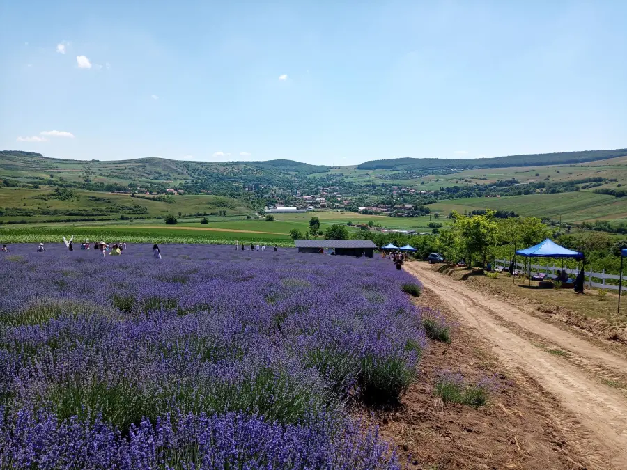 La Piantata Viterbo: lavanda e cedro secolare