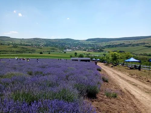La Piantata Viterbo: lavanda e cedro secolare