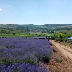 La Piantata Viterbo: lavanda e cedro secolare