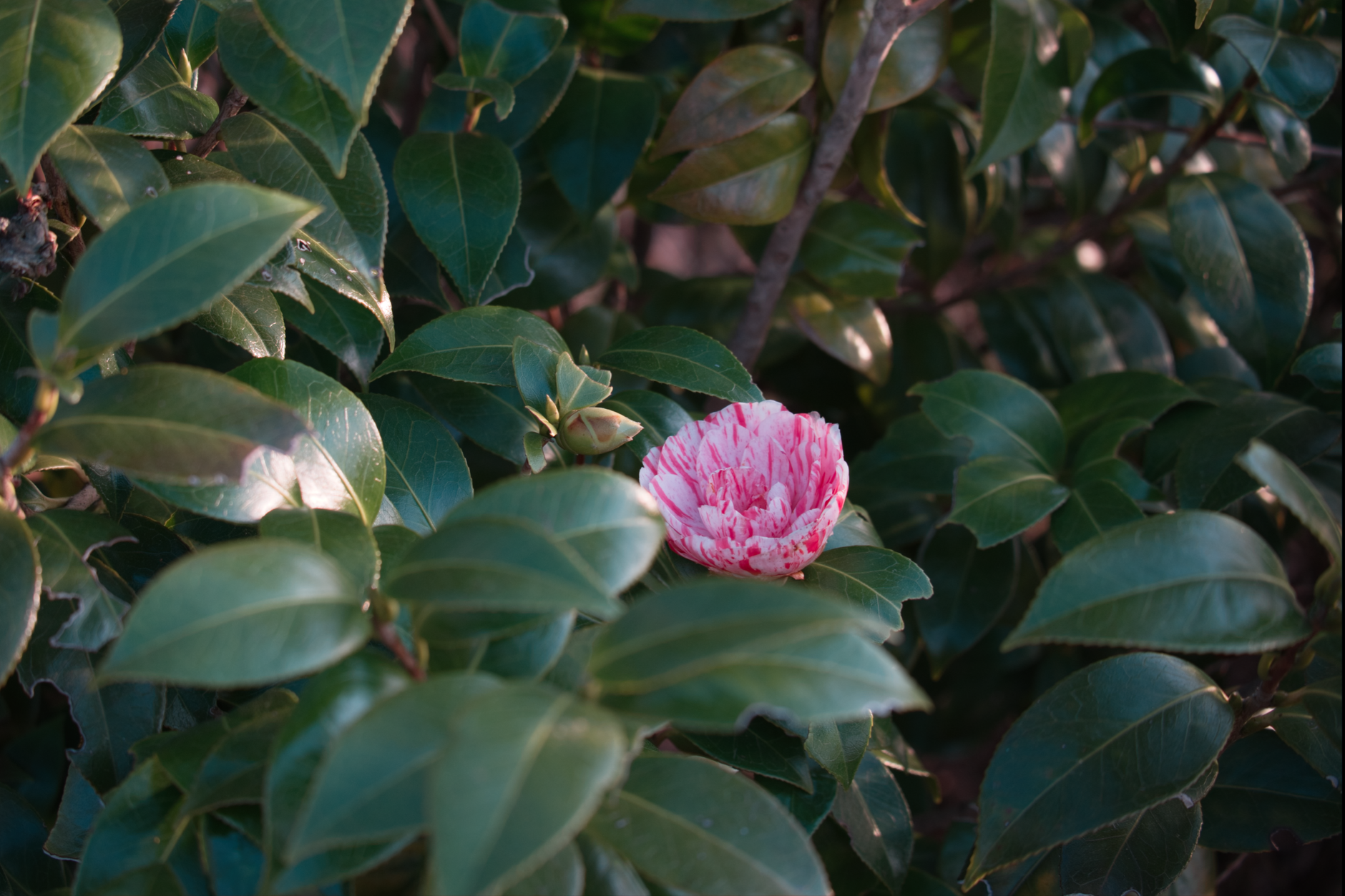 Fioritura camelie: periodi e cure essenziali