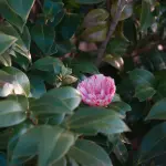 Fioritura camelie: periodi e cure essenziali