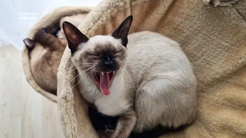 Sintomi allergie gatto: cause e come intervenire
