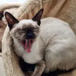 Sintomi allergie gatto: cause e come intervenire