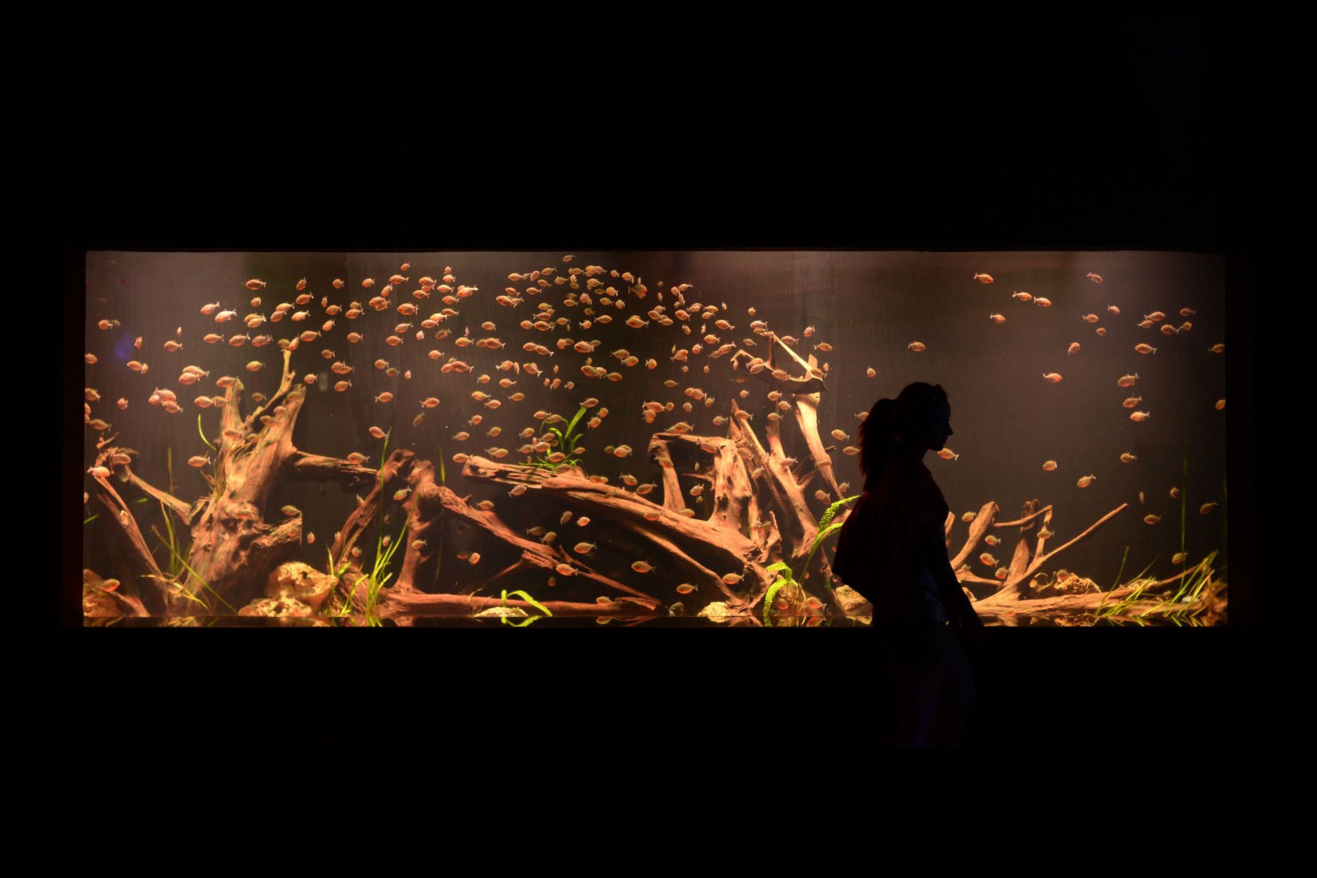 Razze di pesci d'acquario per principianti