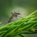 Piante antizanzare per il balcone: guida pratica