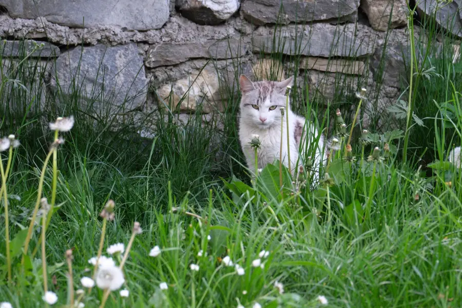Repellente per gatto naturale: proteggere le aiuole