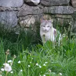 Repellente per gatto naturale: proteggere le aiuole