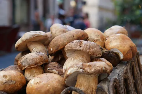 Come Coltivare Funghi in Casa: Guida Tecnica