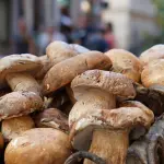 Come coltivare funghi in casa: guida tecnica