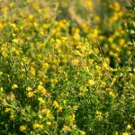 Ruta: pianta, usi e precauzioni d'uso