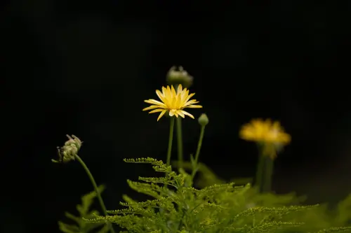 Fiore giallo nei prati: le principali specie italiane