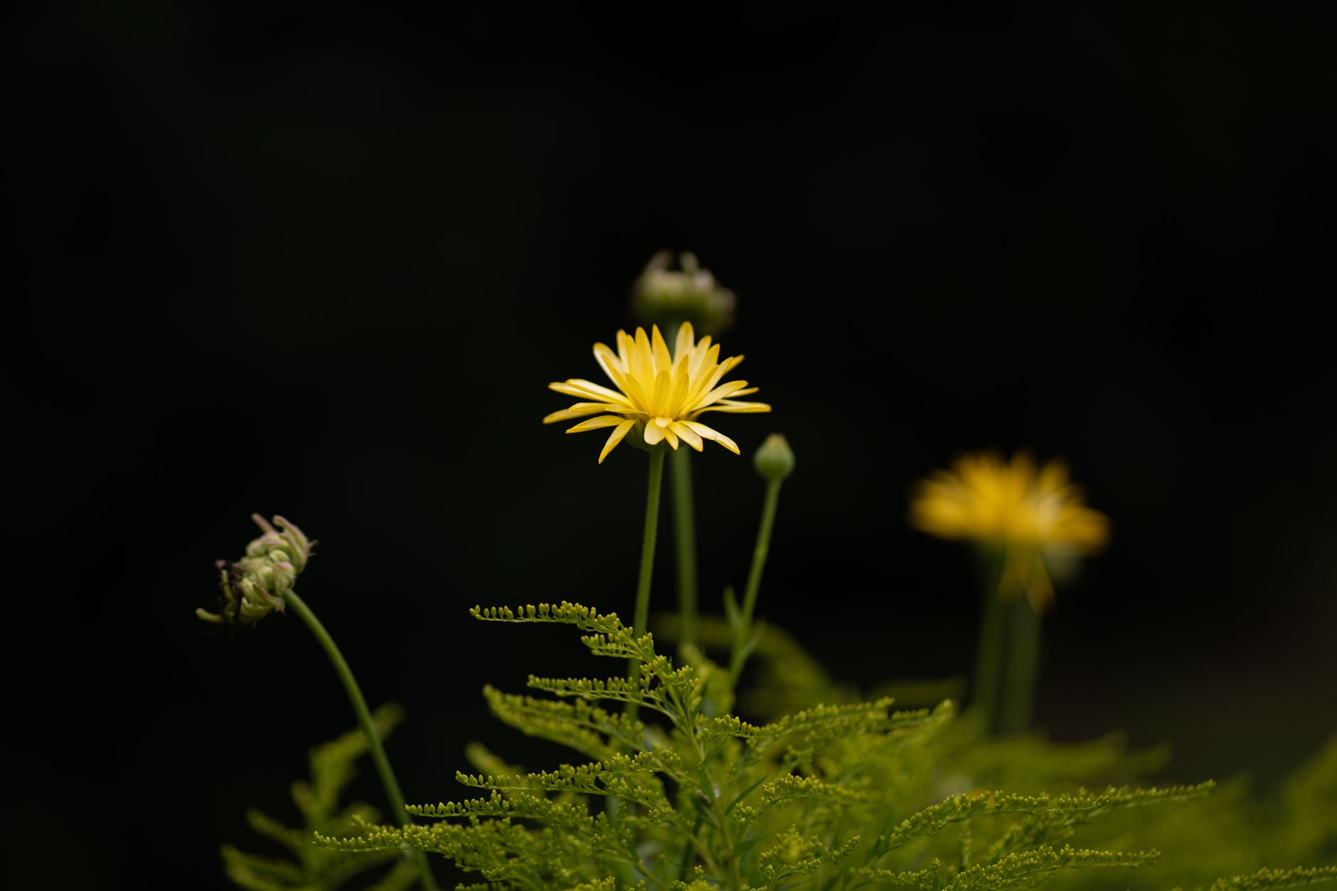 Fiore giallo nei prati: le principali specie italiane